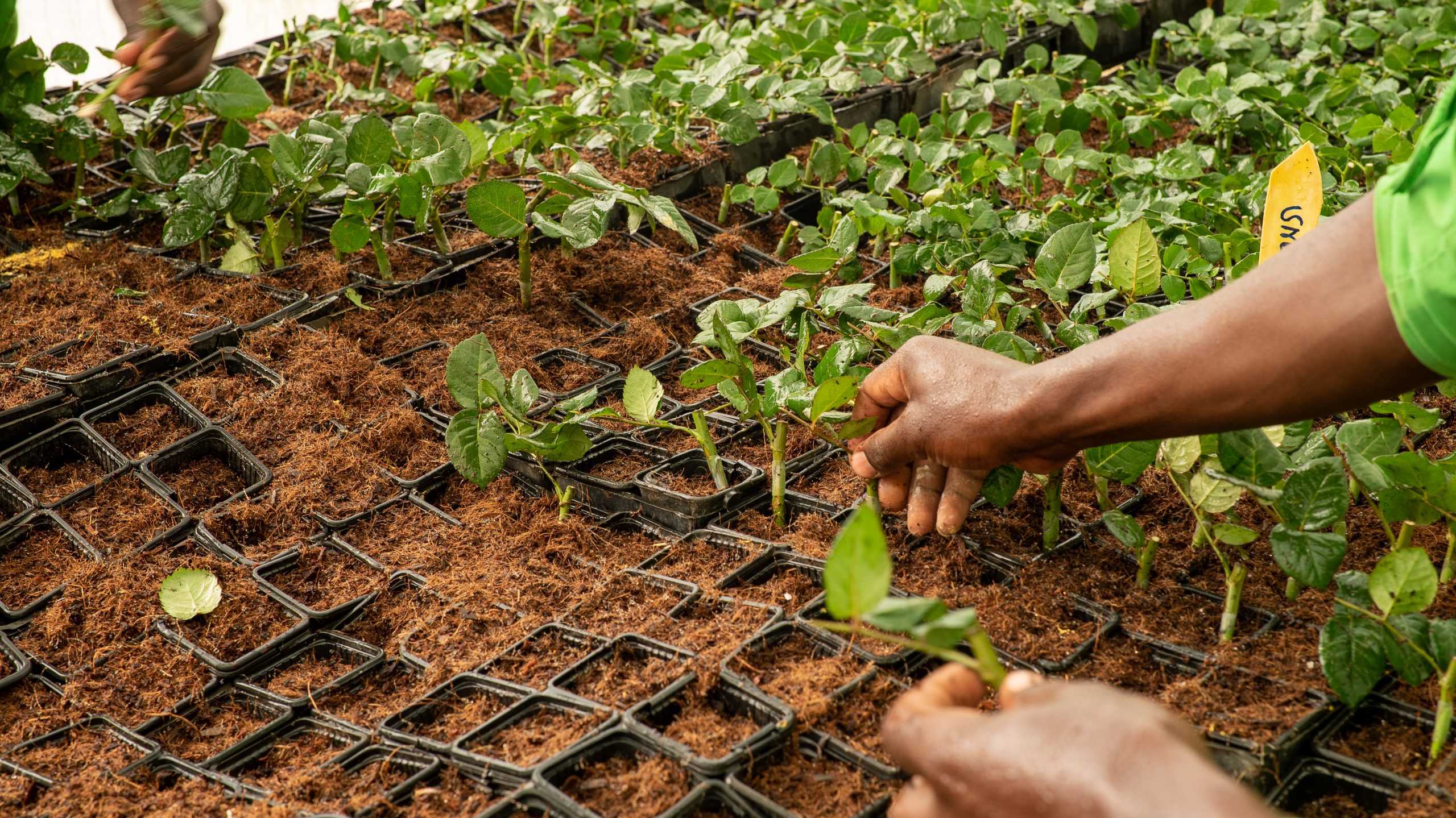 Farm workers planting rose cuttings into coir propagation trays at a Mega Spin Group flower farm in Nakuru County, Kenya