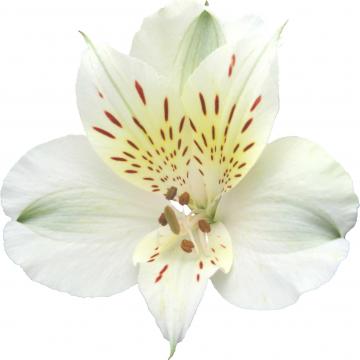 Akemi, a cream alstroemeria rose grown at Sierra Flora