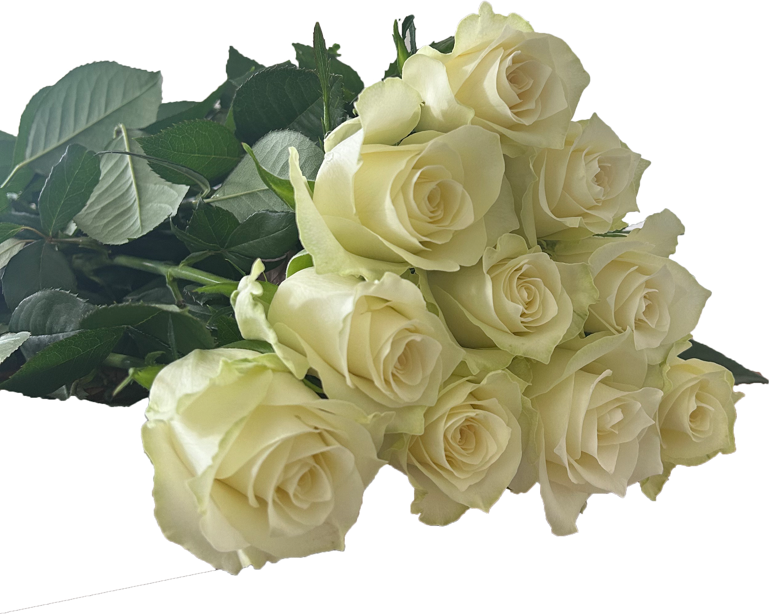 Albatross, a white standard rose