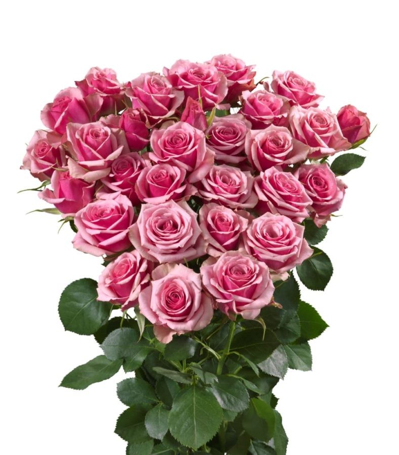 Alexine, a pink spray rose grown at Roseto Farm