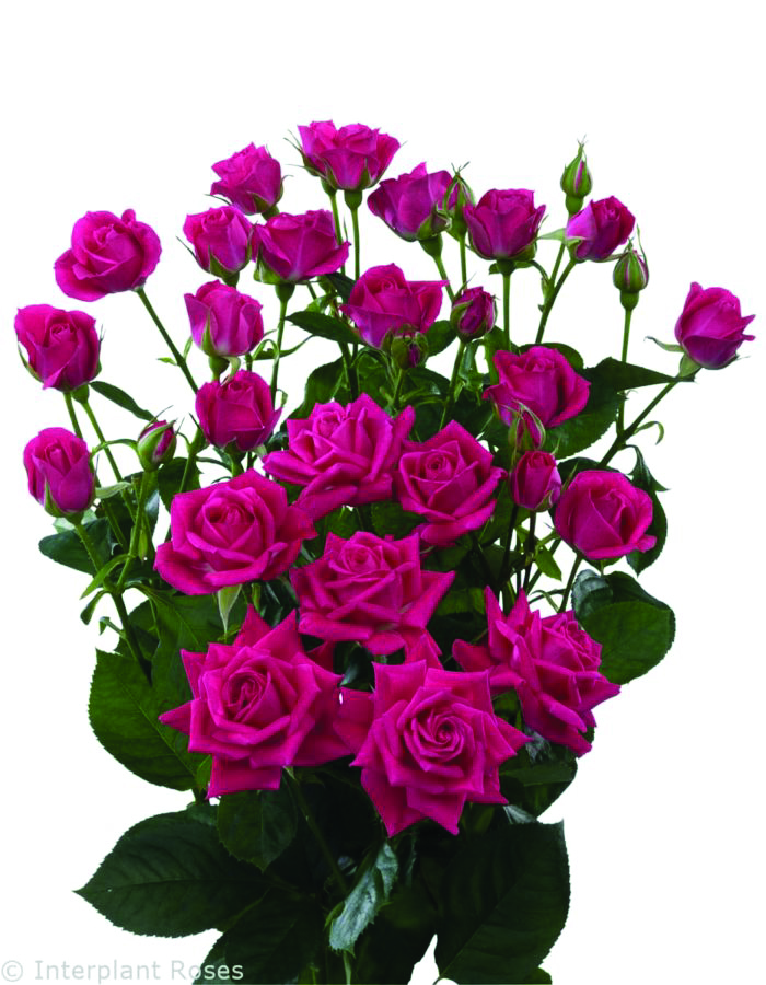 Alicia, a magenta pink spray rose grown at Florenza Farm