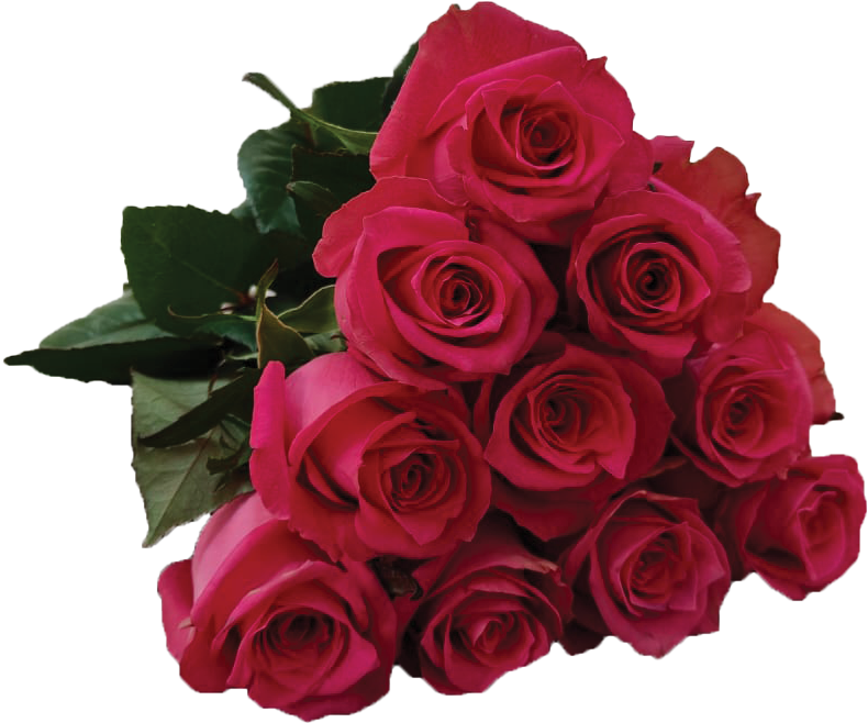 Annakyara, a red standard rose