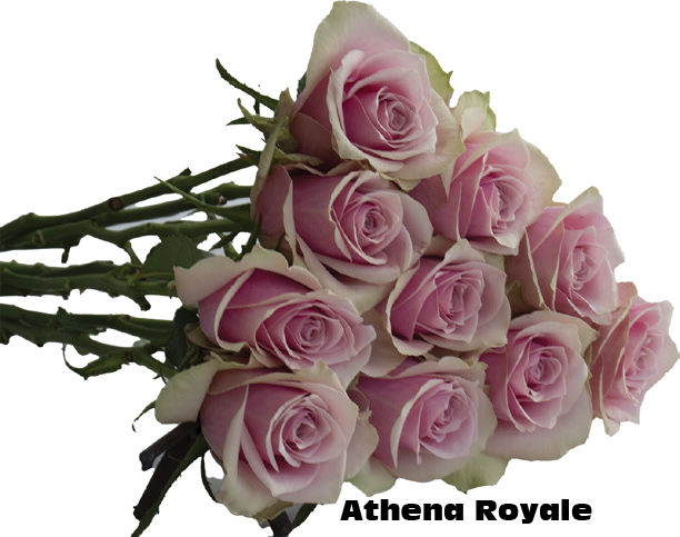 Athena Royale, a dusty pink standard rose