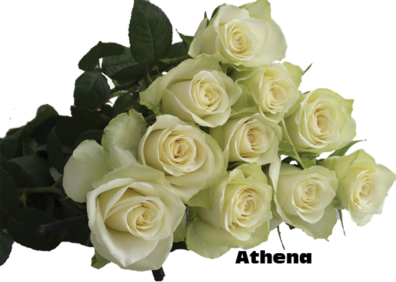 Athena, a ivory green standard rose