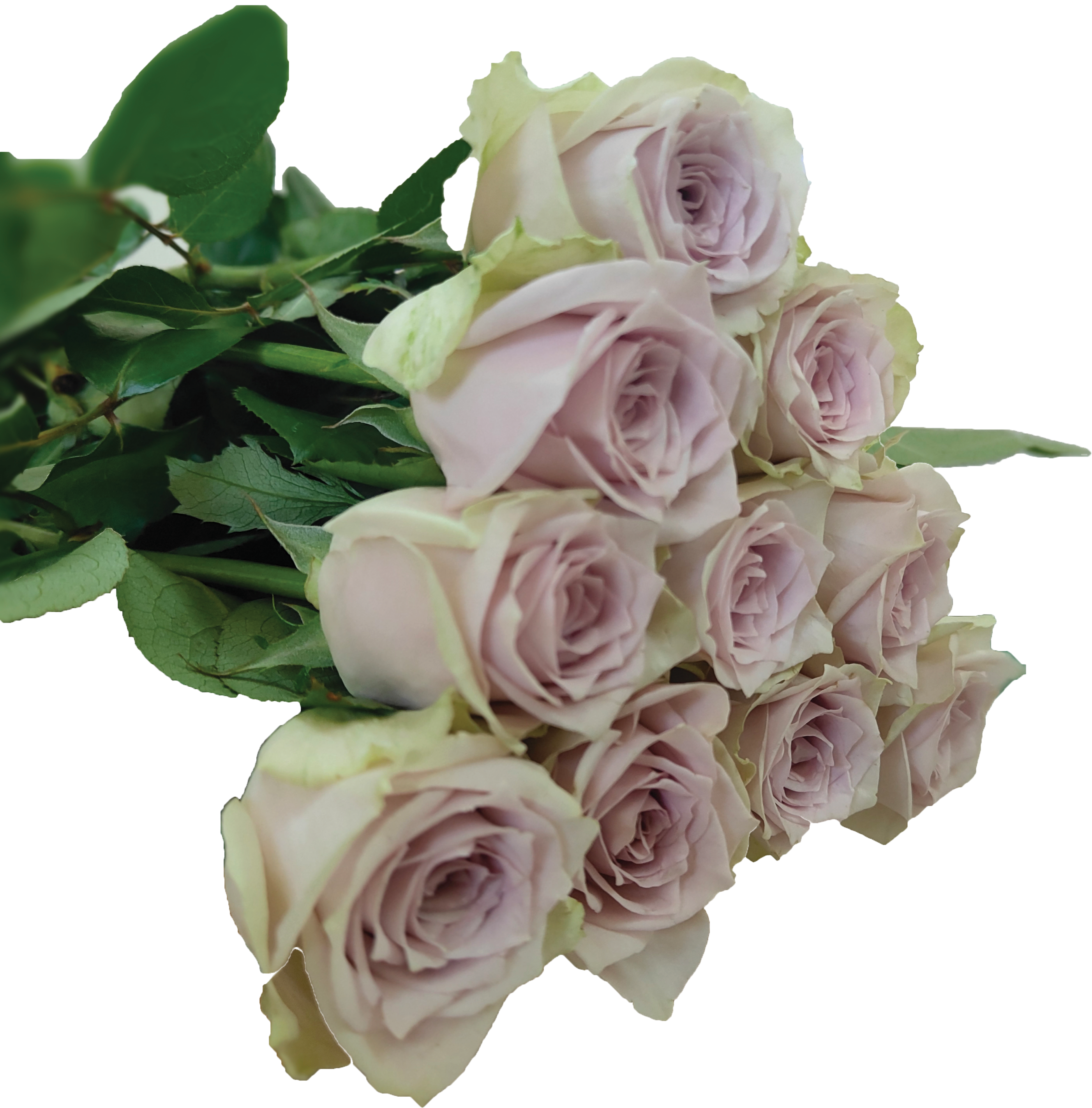Ayden, a blush standard rose grown at Roseto Farm