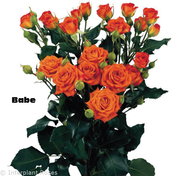 Babe, a orange spray rose grown at Roseto Farm