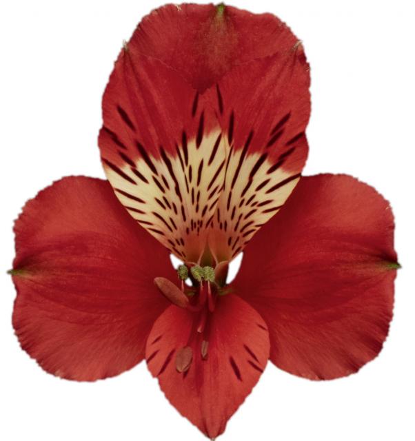 Bahia, a red alstroemeria rose grown at Sierra Flora