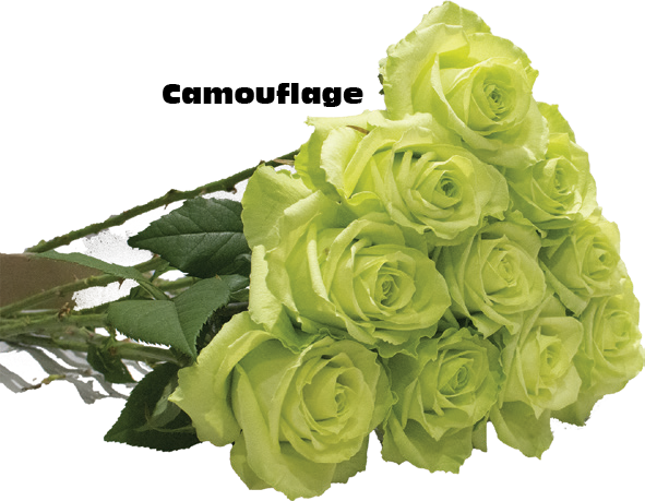 Camouflage, a green standard rose grown at Sierra Flora
