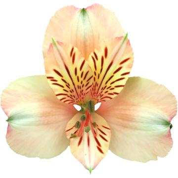 Canyon, a peach alstroemeria rose