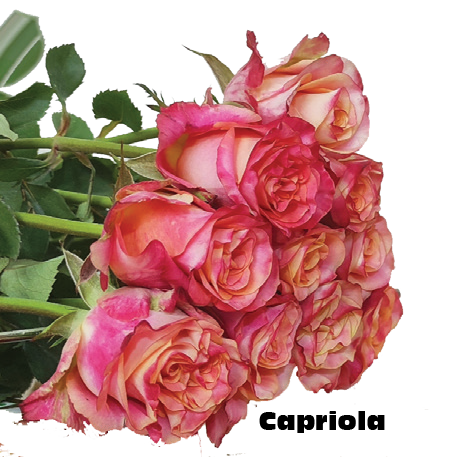 Capriola, a coral standard rose grown at Roseto Farm