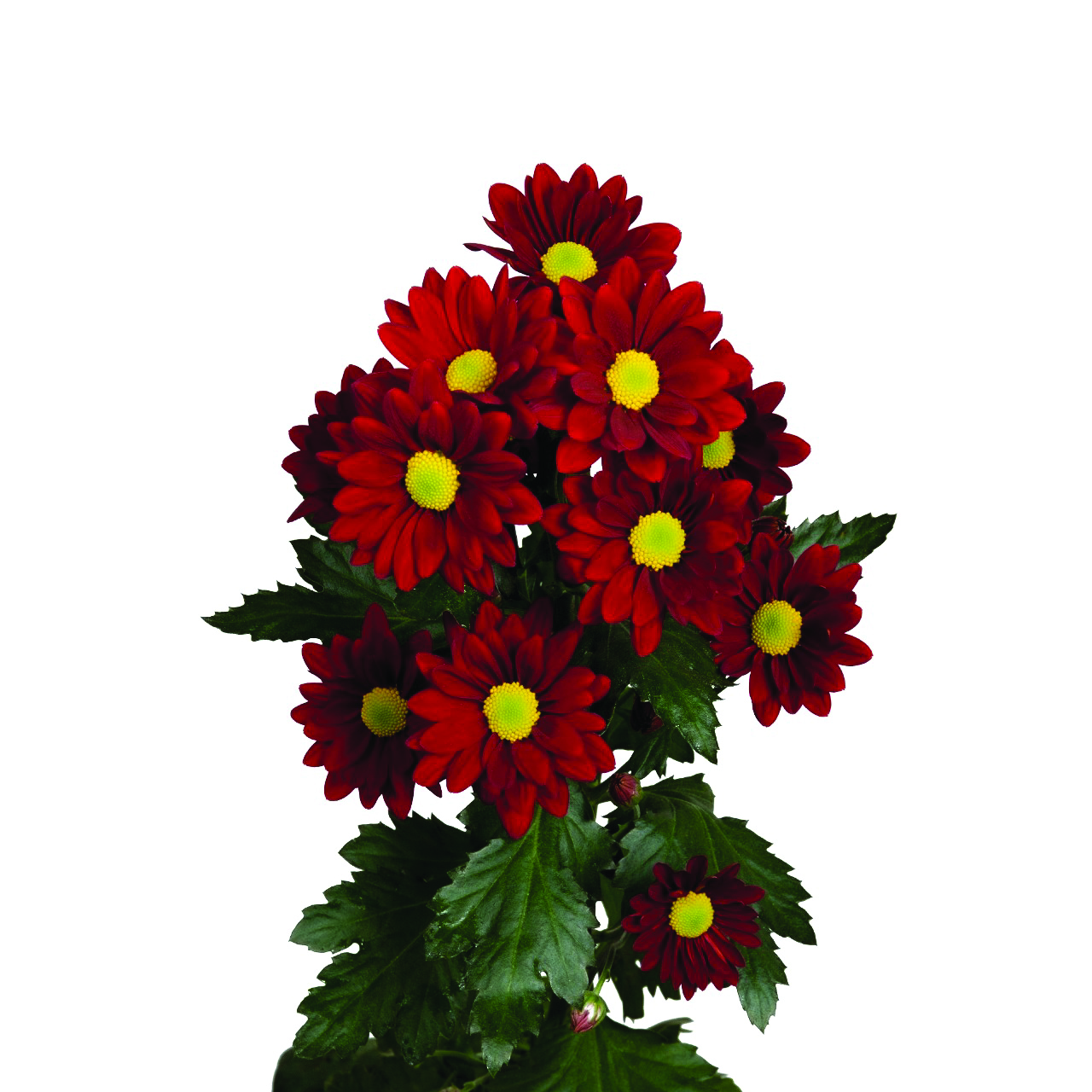 Chilli Pepper, a red chrysanthemum rose