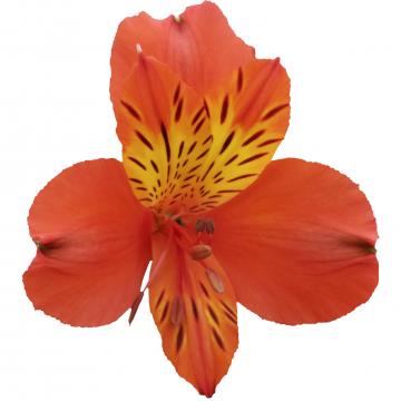 Cinnamon, a burnt orange alstroemeria rose