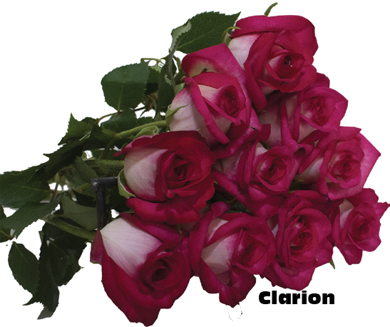 Clarion, a magenta white standard rose grown at Florenza Farm