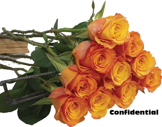 Confidential, a golden orange standard rose grown at Sierra Flora