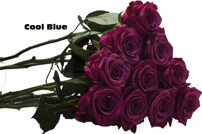 Cool Blue, a lavender mauve standard rose grown at Sierra Flora