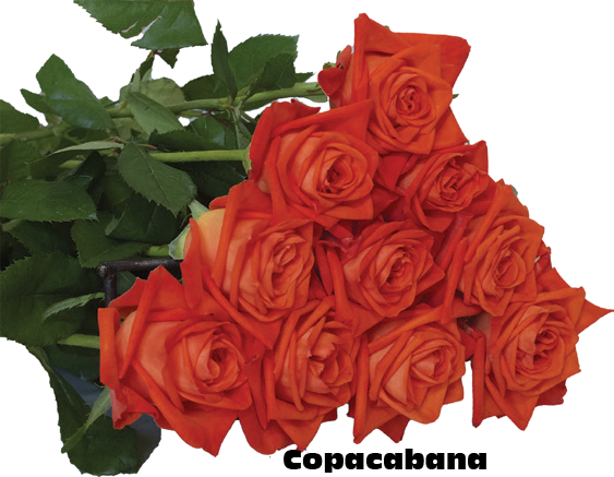 Copa Cabana, a orange red standard rose grown at Florenza Farm