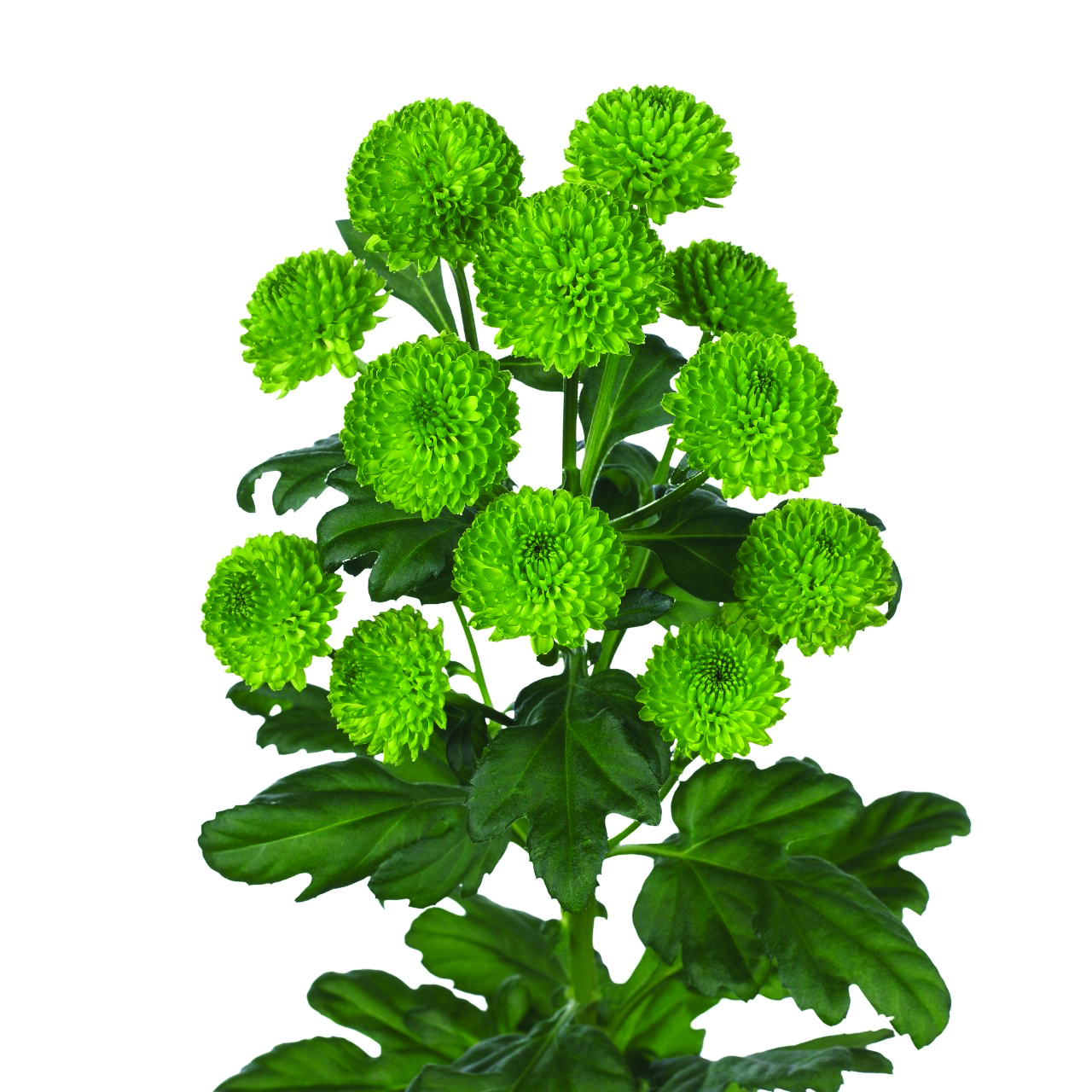 Country, a green chrysanthemum rose