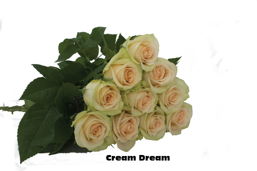 Cream Dream, a cream standard rose