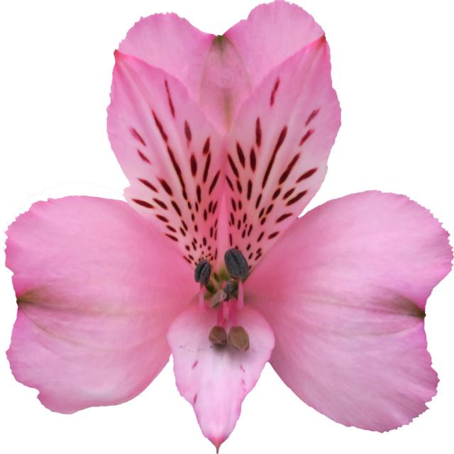 Debby, a pink alstroemeria rose