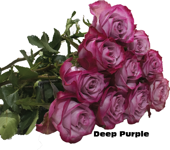 Deep Purple, a purple standard rose grown at Sierra Flora