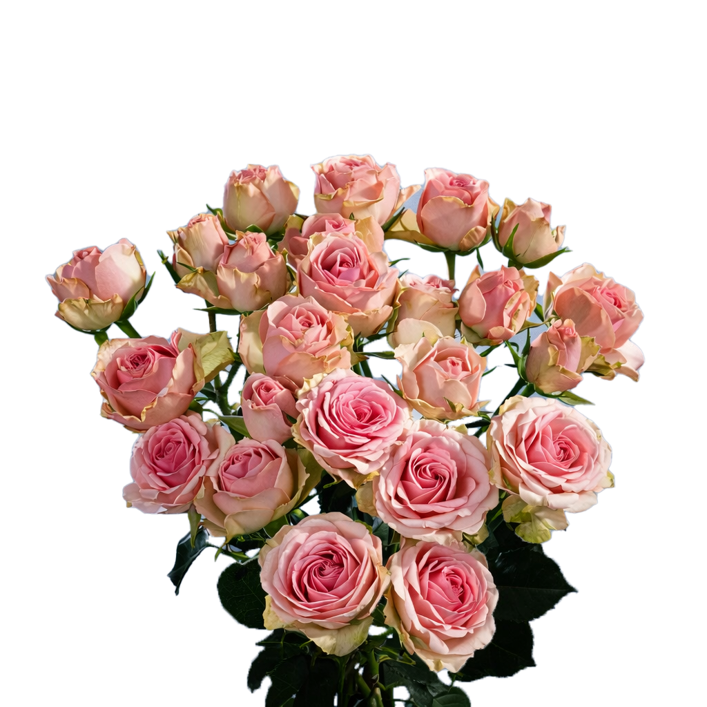 Dinara, a pink spray rose grown at Roseto Farm
