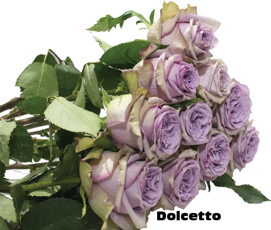 Dolcetto, a lavender standard rose grown at Sierra Flora