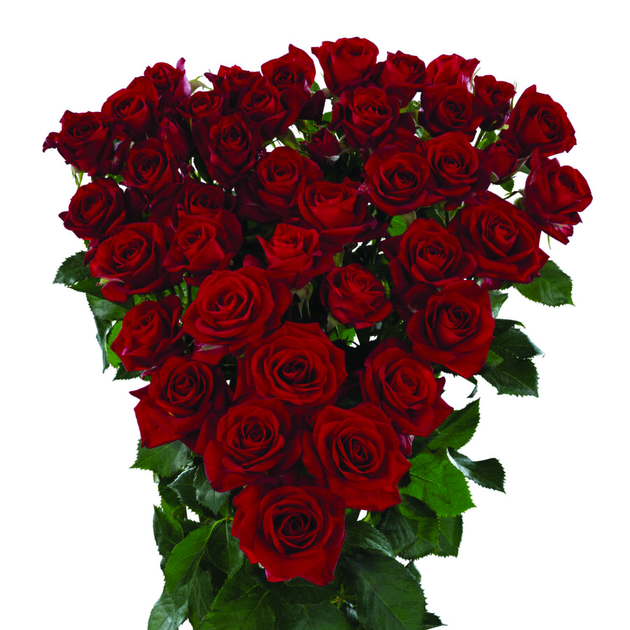 Dominica, a red spray rose