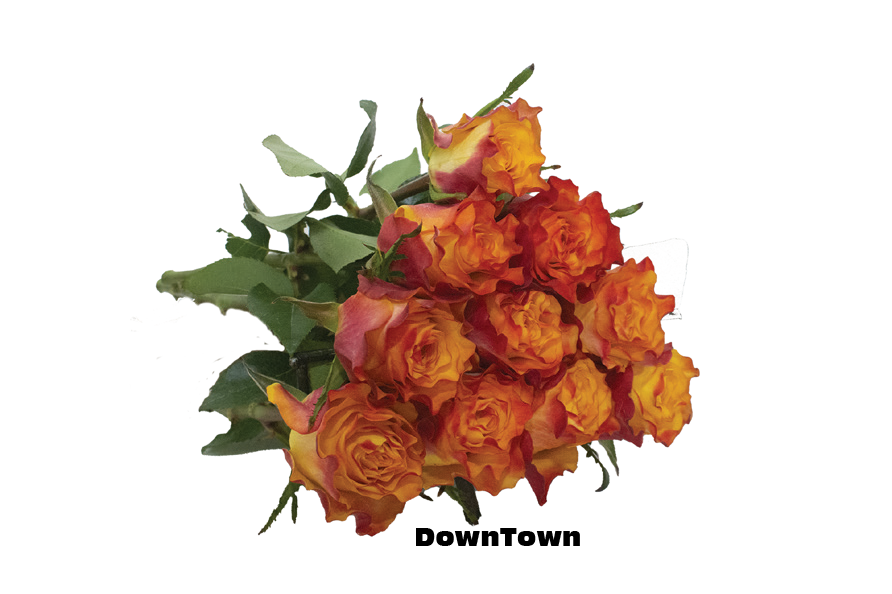 Downtown, a orange-red standard rose grown at Roseto Farm