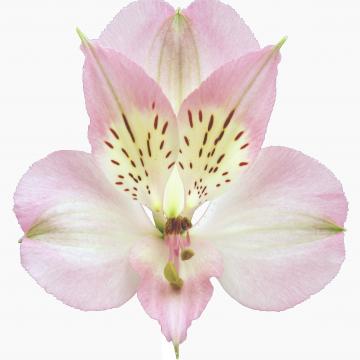 Dubai, a pink alstroemeria rose