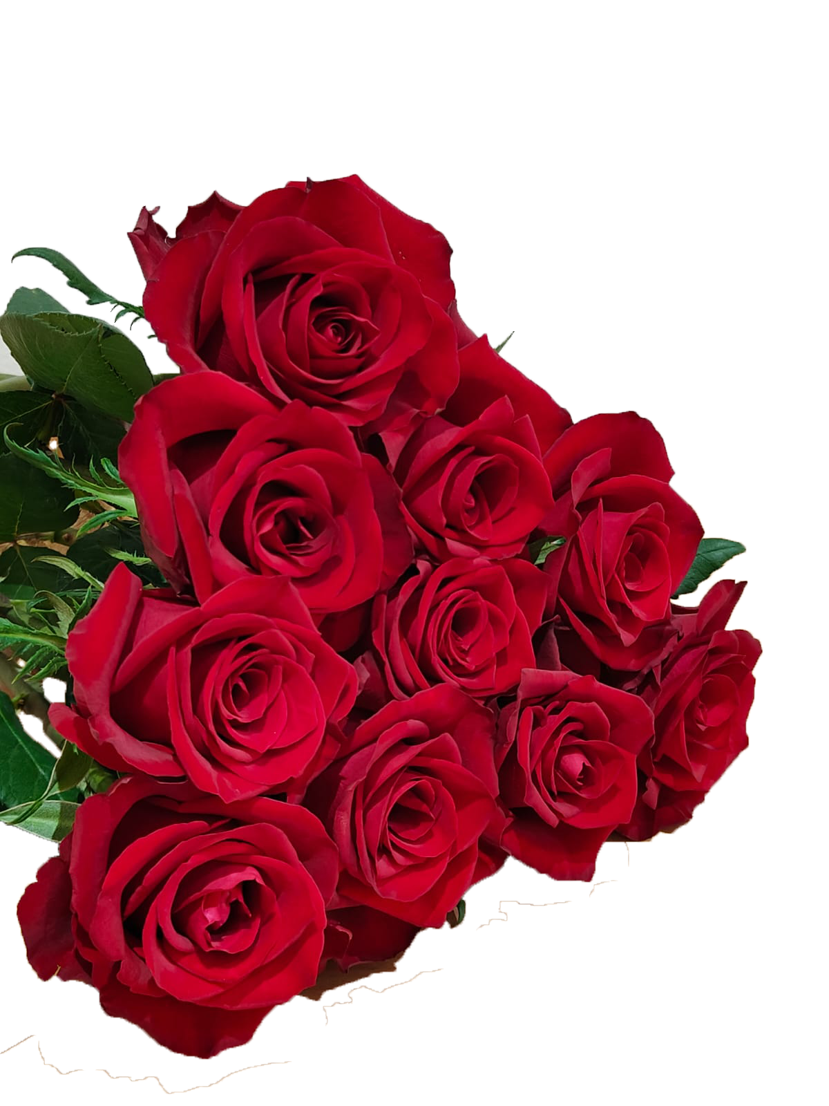 Ever Red, a red standard rose