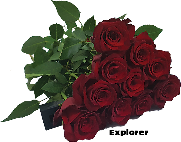 Explorer, a red standard rose