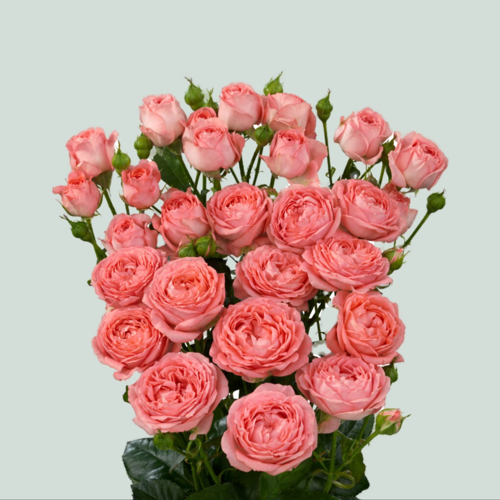 Femke, a coral pink spray rose grown at Roseto Farm