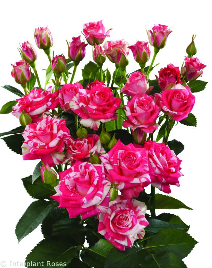 Fireworks, a coral pink spray rose grown at Roseto Farm