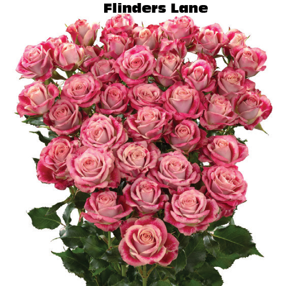 Flinders Lane, a coral red spray rose grown at Roseto Farm