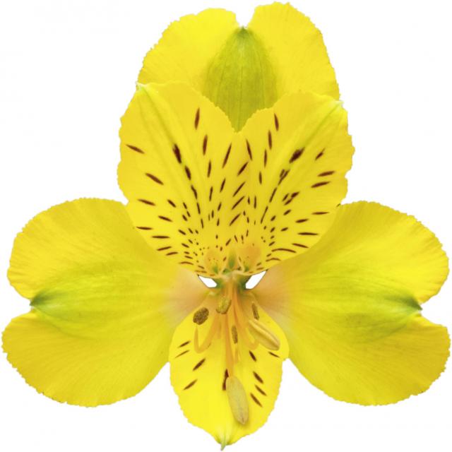 Florida, a yellow alstroemeria rose grown at Sierra Flora