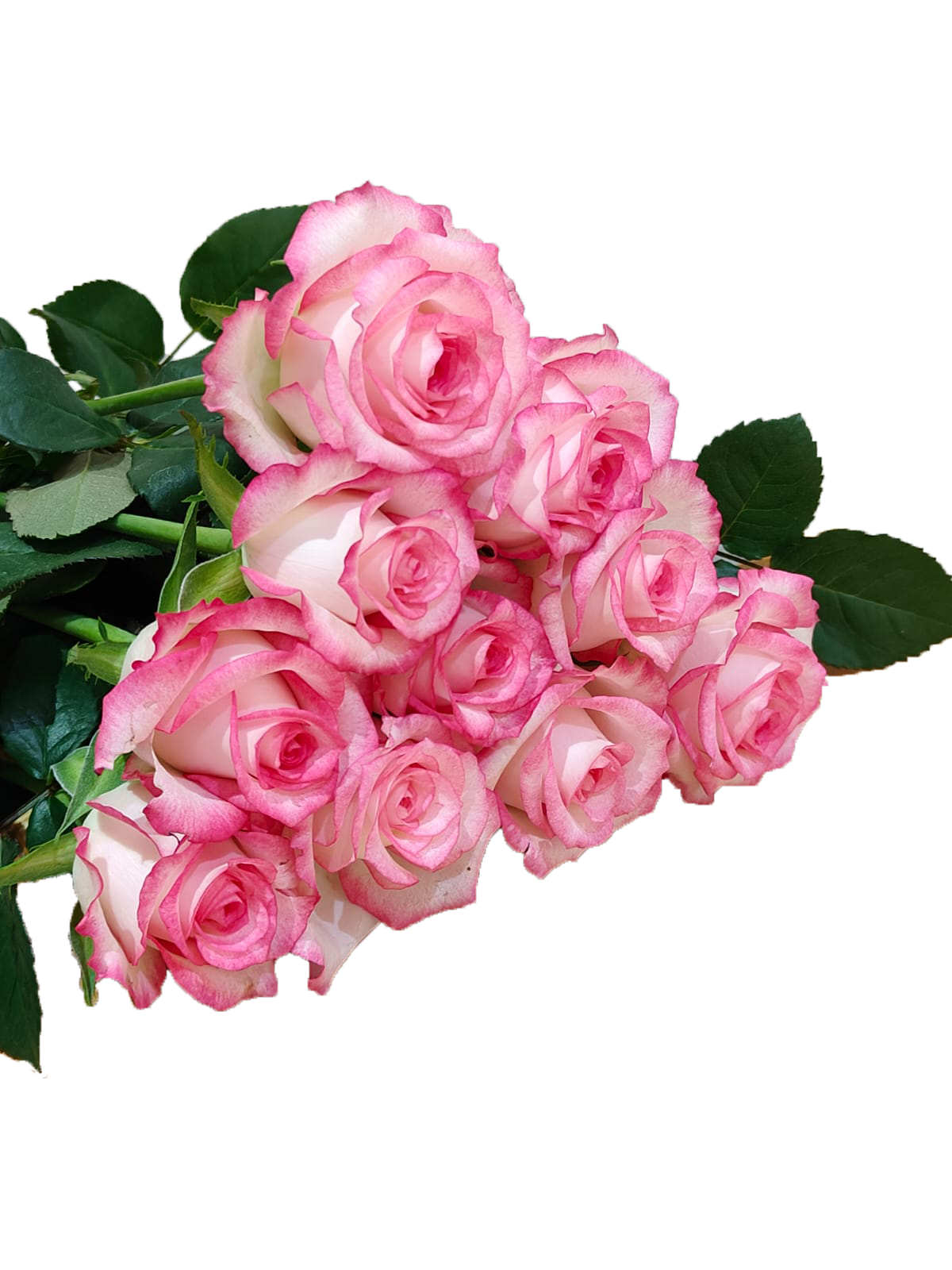 Fluence, a pink standard rose grown at Sierra Flora