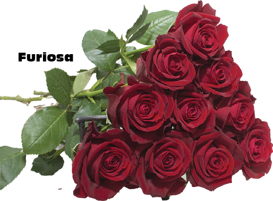 Furiosa, a red standard rose