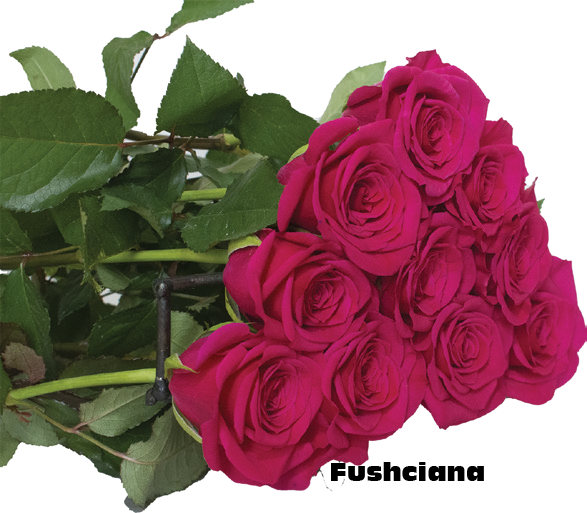 Fuschiana, a fuchsia pink standard rose grown at Florenza Farm