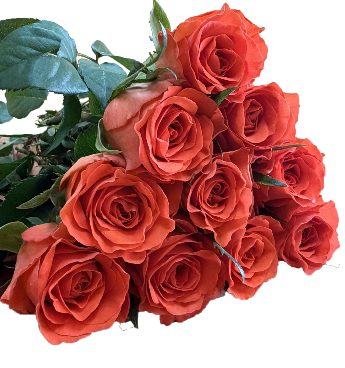 Garfield, a coral peach standard rose grown at Florenza Farm