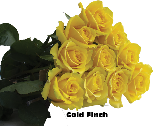 Gold Finch, a yellow standard rose grown at Sierra Flora