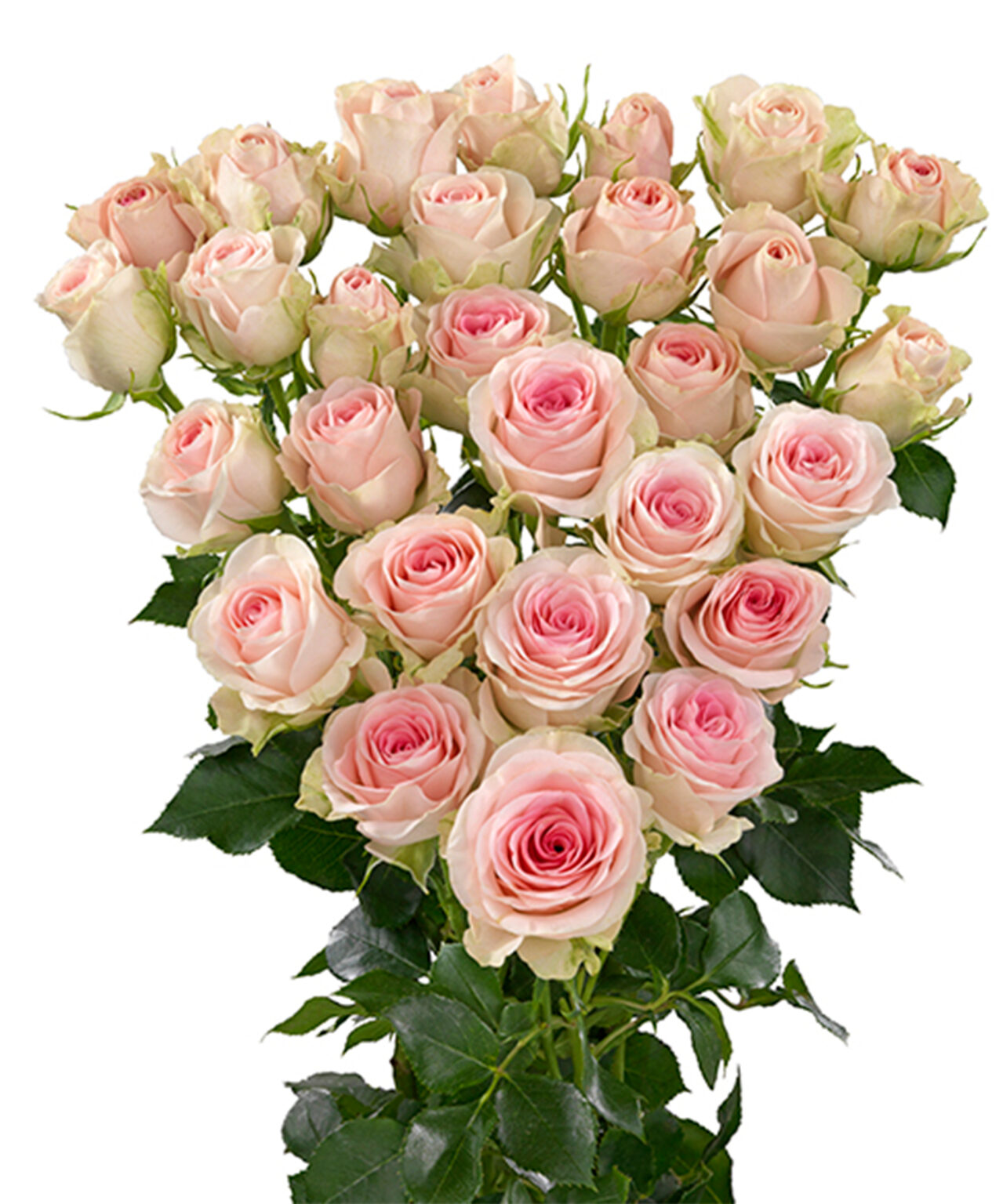 Good Mood, a blush cream spray rose