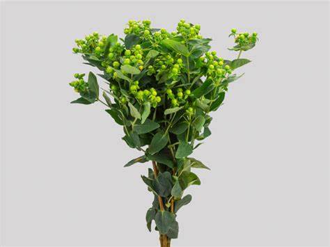 Green Revival, a green hypericum rose