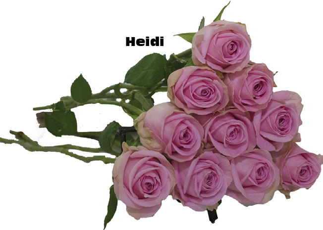 Heidi, a mauve pink standard rose grown at Roseto Farm