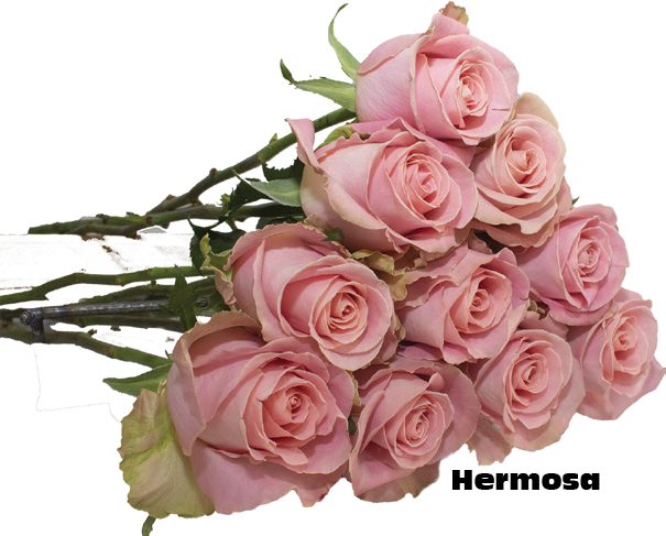 Hermosa, a mauve pink standard rose