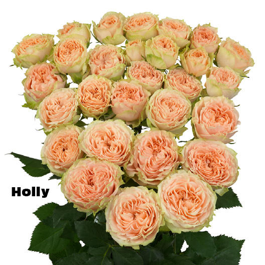 Holly, a peach spray rose