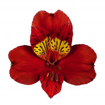 Hot Pepper, a red alstroemeria rose grown at Sierra Flora
