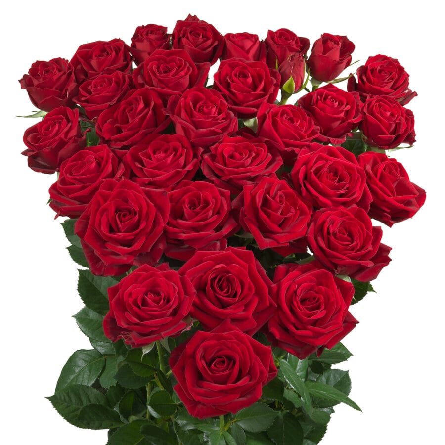 In Love, a red spray rose grown at Roseto Farm