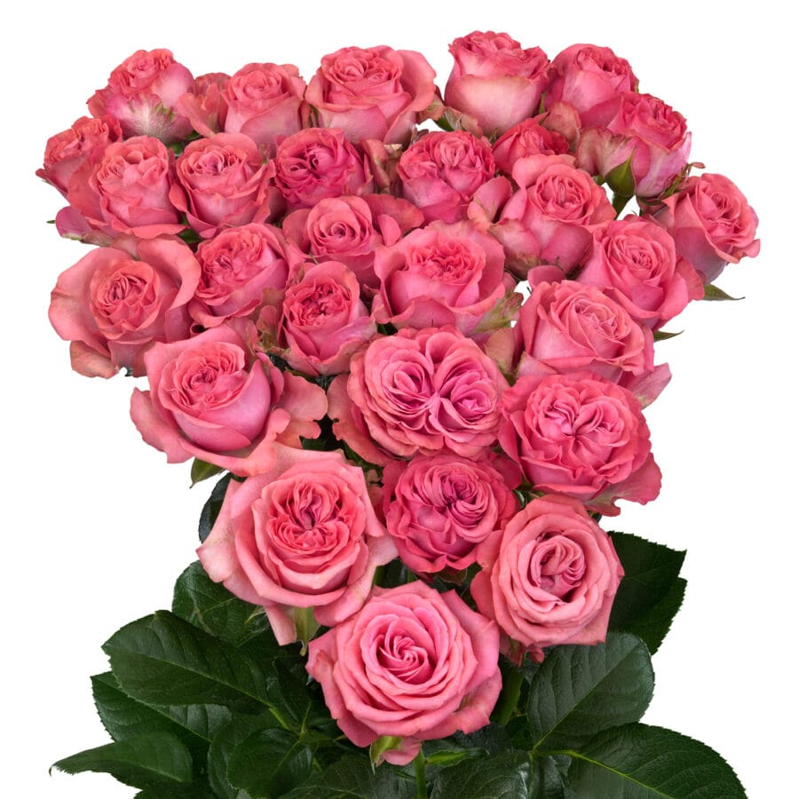 Jessy, a coral pink spray rose grown at Roseto Farm