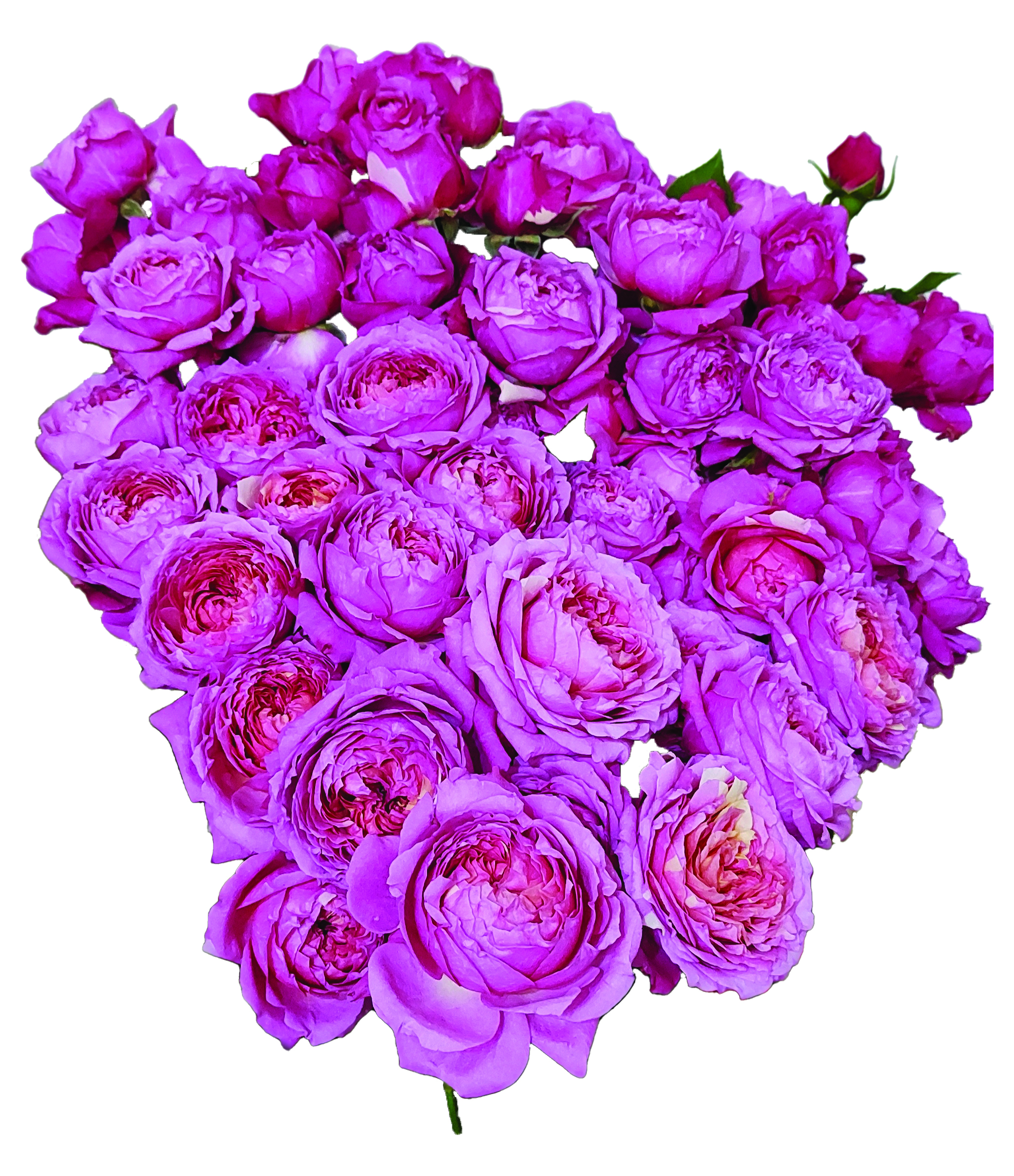 Julietta Cerise, a magenta spray rose grown at Roseto Farm