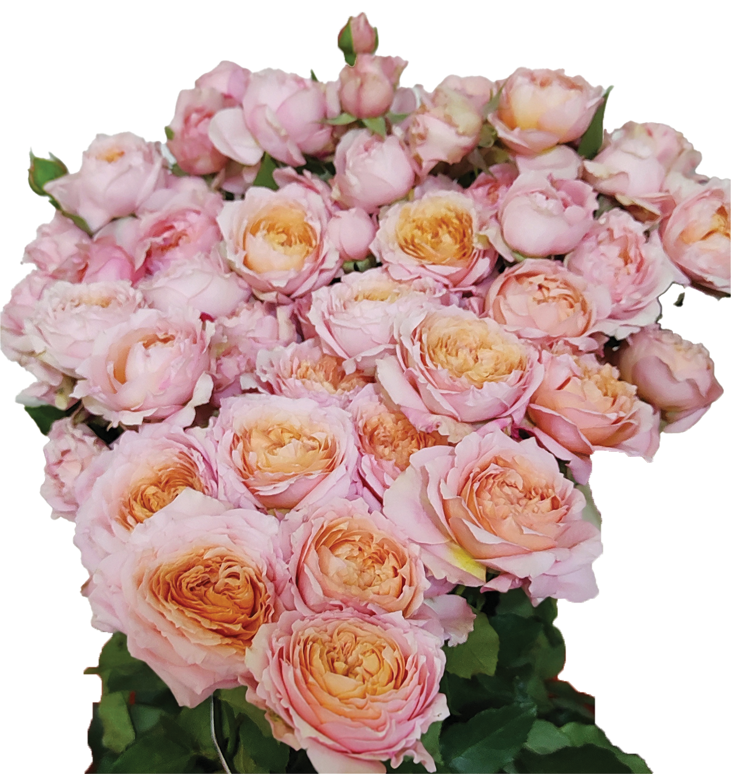 Julietta, a pink spray rose grown at Roseto Farm